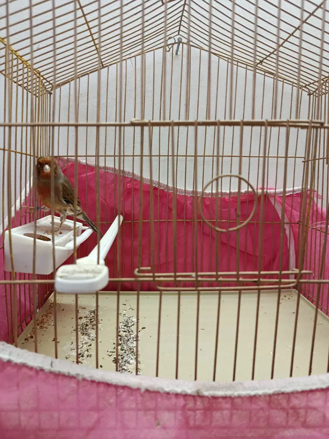 قناری و کوتوله|پرنده|خمینیشهر, |دیوار