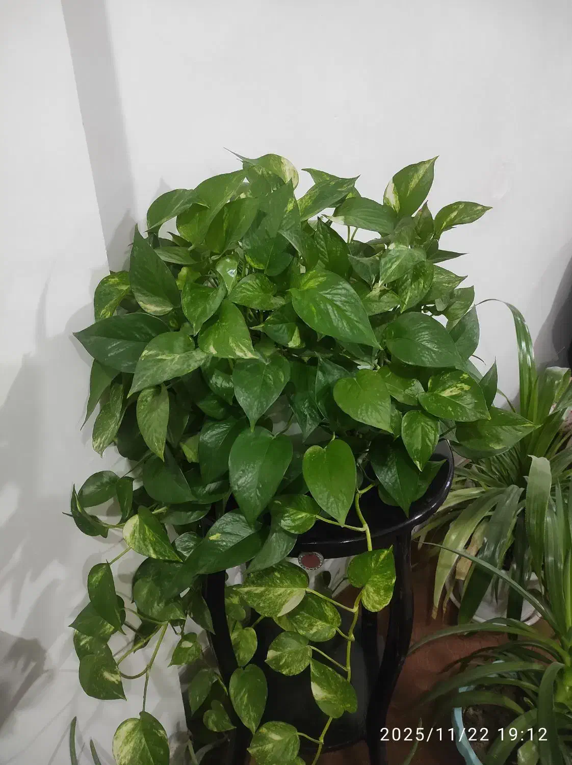 گل طبیعی|گل و گیاه طبیعی|پیر بکران, |دیوار