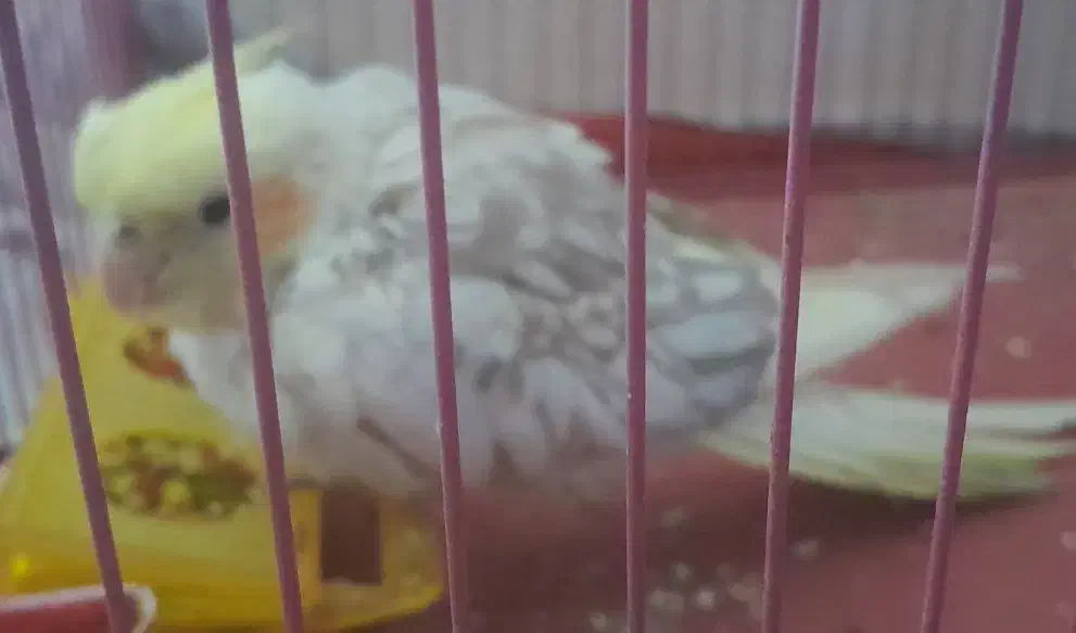 عروس هلندی|پرنده|سنندج, |دیوار