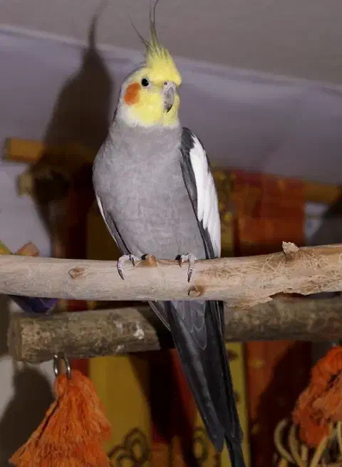 عروس هلندی|پرنده|هندیجان, |دیوار