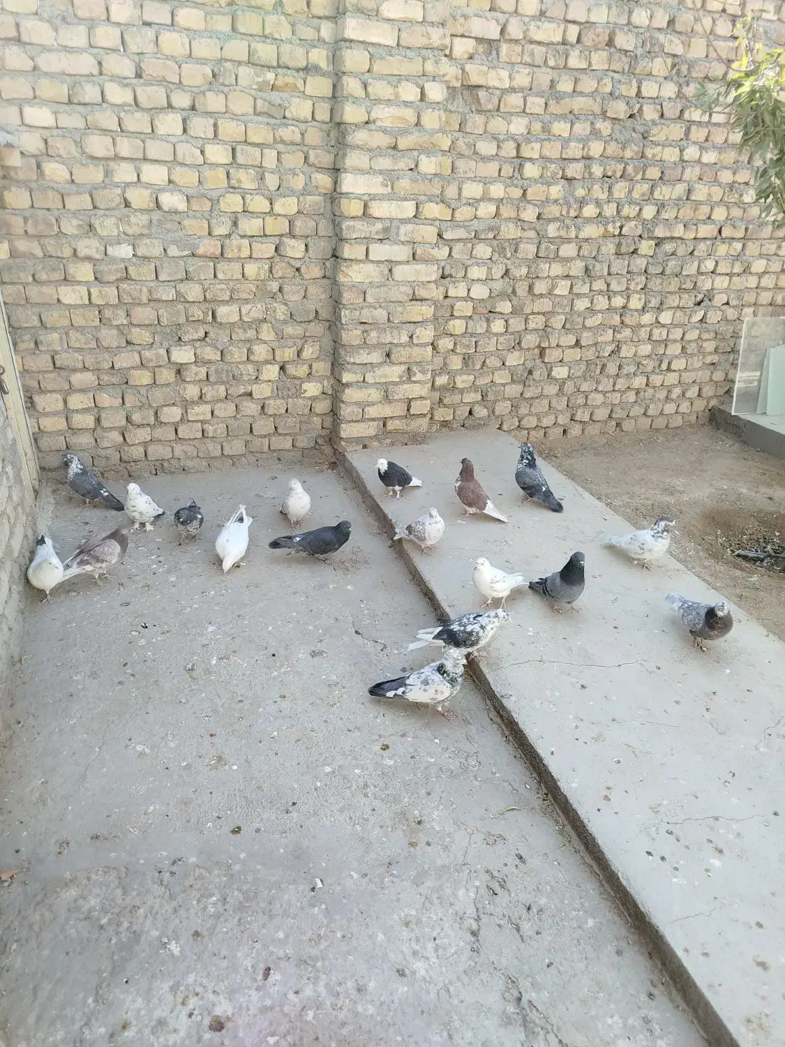 سلام 18عدد کبوتر خوب مو جود هست|پرنده|معصومیه, |دیوار