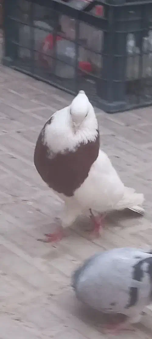 طوقی گمشده|حیوانات|کرمان, |دیوار