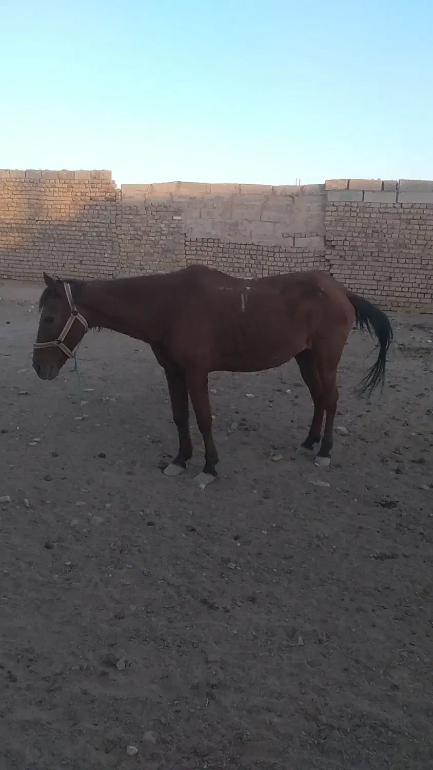 اسب مادیون|اسب و تجهیزات اسبسواری|قم, پاسدار|دیوار