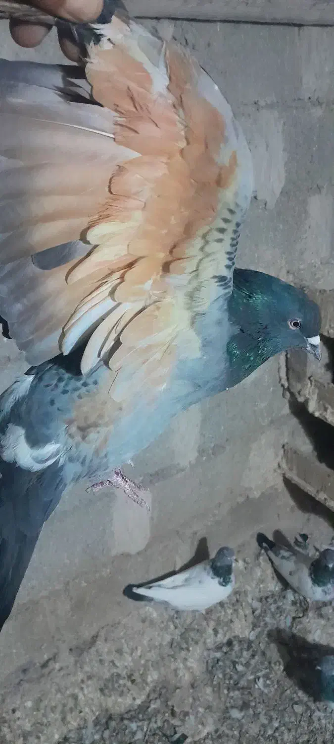 پرنده|پرنده|ثمرین, |دیوار