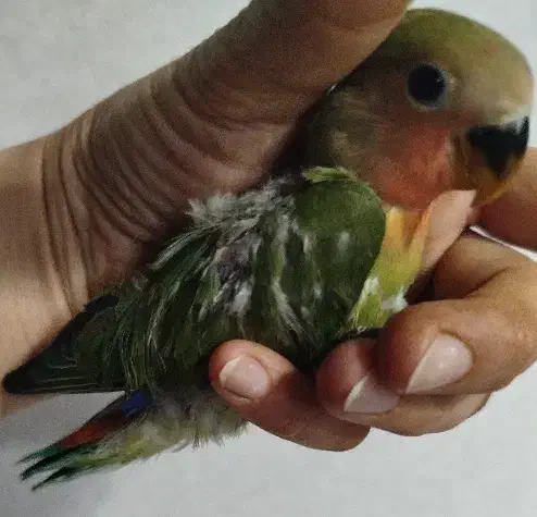 جوجه دو ماهه برزیلی از نژاد اوپال|پرنده|فردیس, سرحد آباد|دیوار