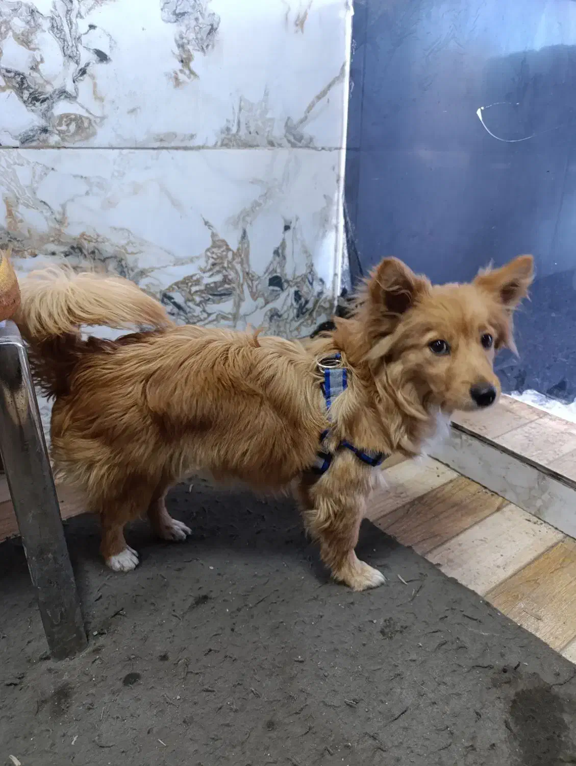 سگ پاکوتاه|سگ|قم, علی آباد سعدگان|دیوار