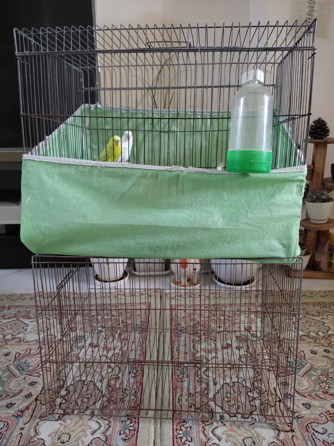 مرغ عشق|پرنده|بندرعباس, |دیوار