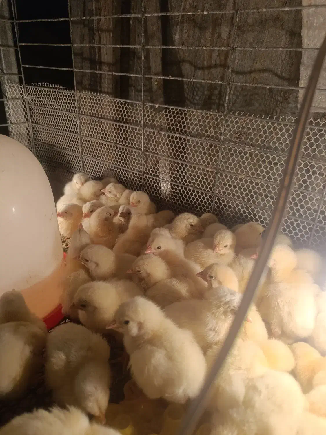 فروش جوجه مرغ گوشتی راس308|حیوانات مزرعه|رفسنجان, |دیوار