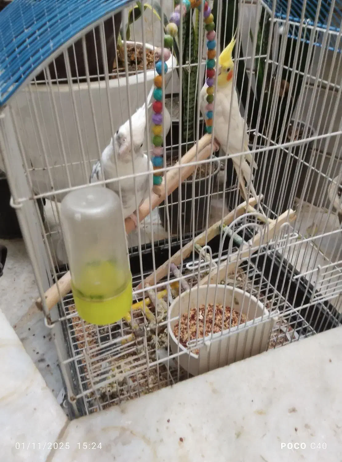 عروس هلندی|پرنده|بیرجند, |دیوار