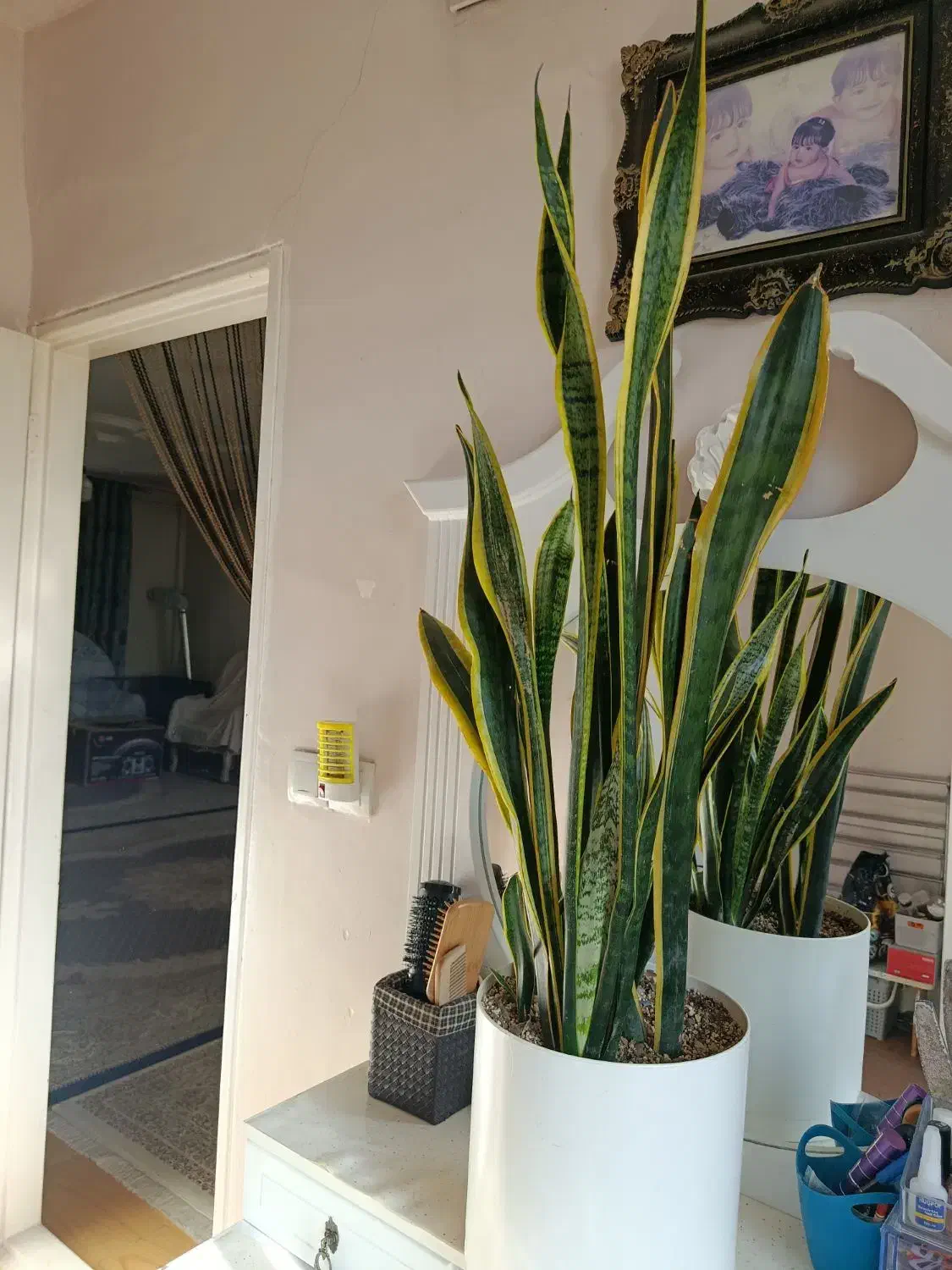 گل طبیعی قیمت مناسب|گل و گیاه طبیعی|قزوین, |دیوار