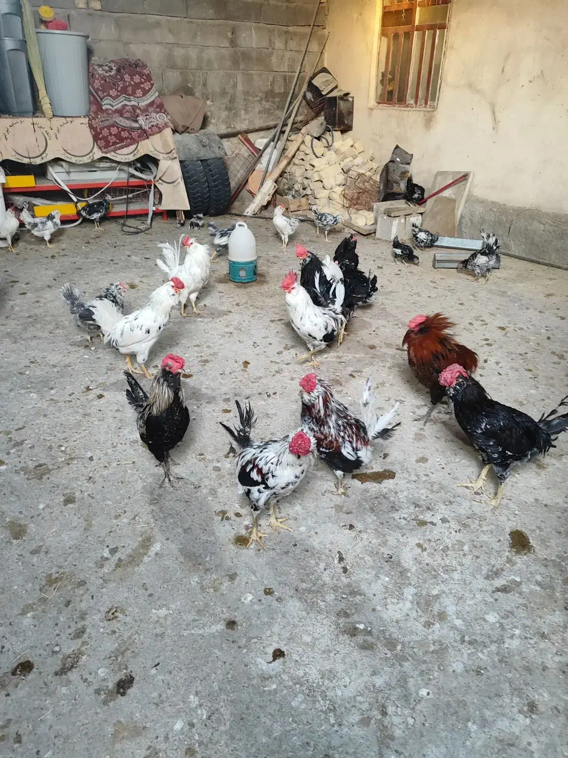 خروس ومرغ گلین چهل تاج|حیوانات مزرعه|کازرون, |دیوار