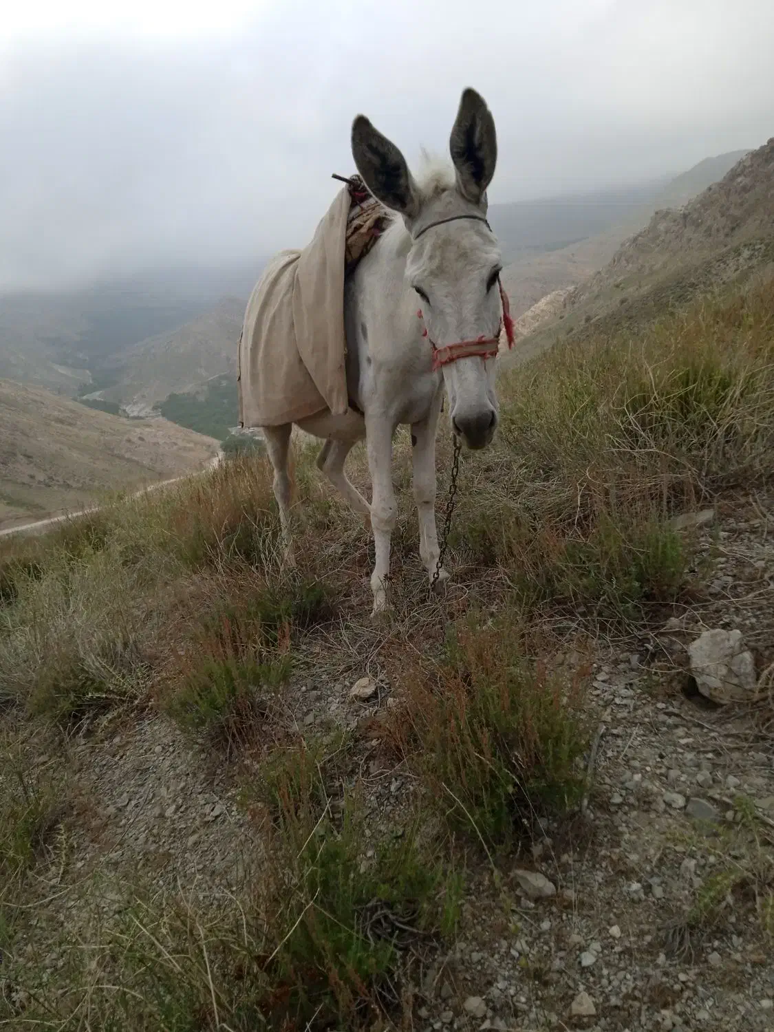 دو عدد الاغ ماده درجه یک در کوه های چاهجهان|حیوانات مزرعه|شیروان (خراسان), |دیوار