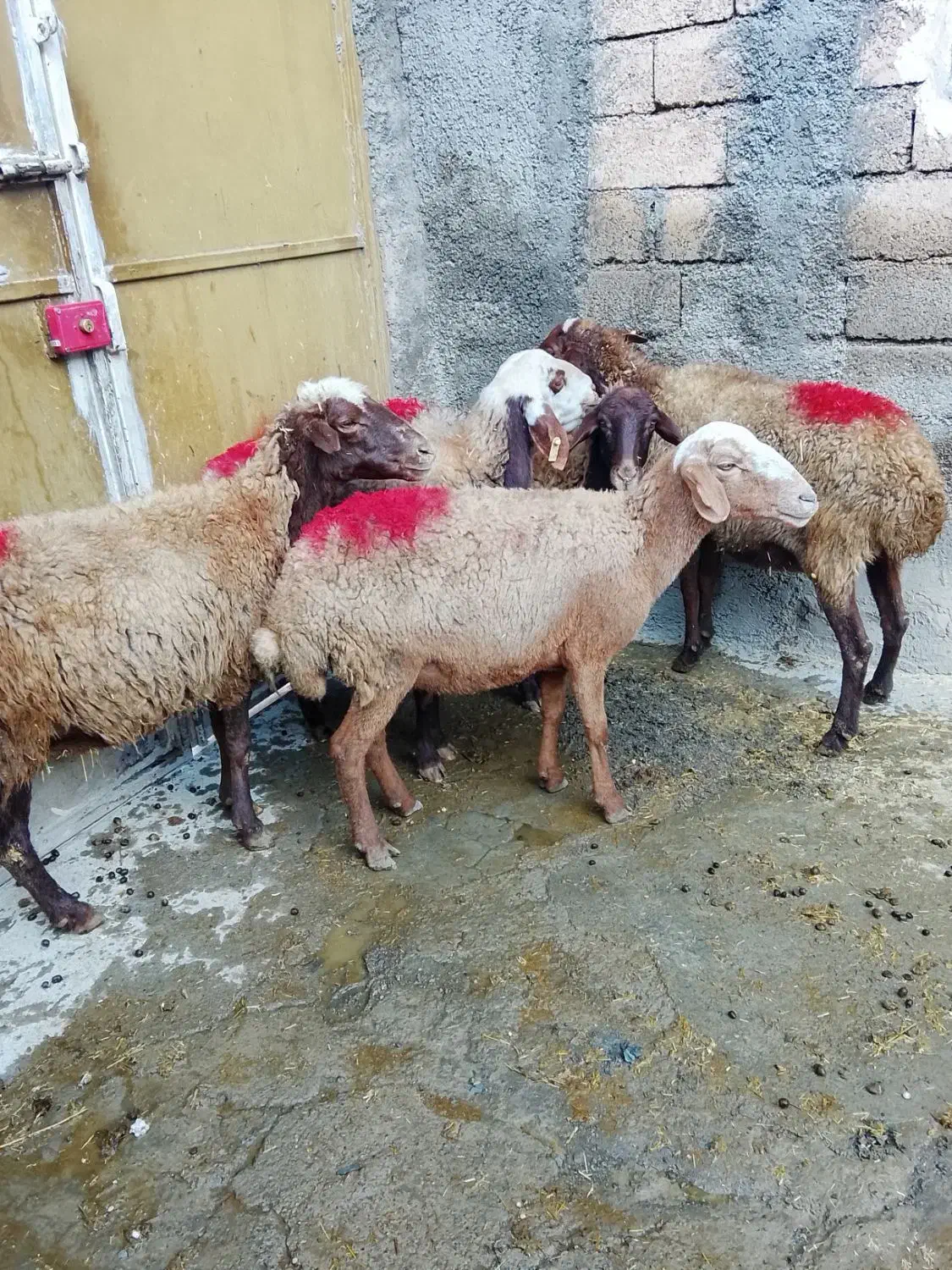 گوسفند میش|حیوانات مزرعه|کلیائی, |دیوار