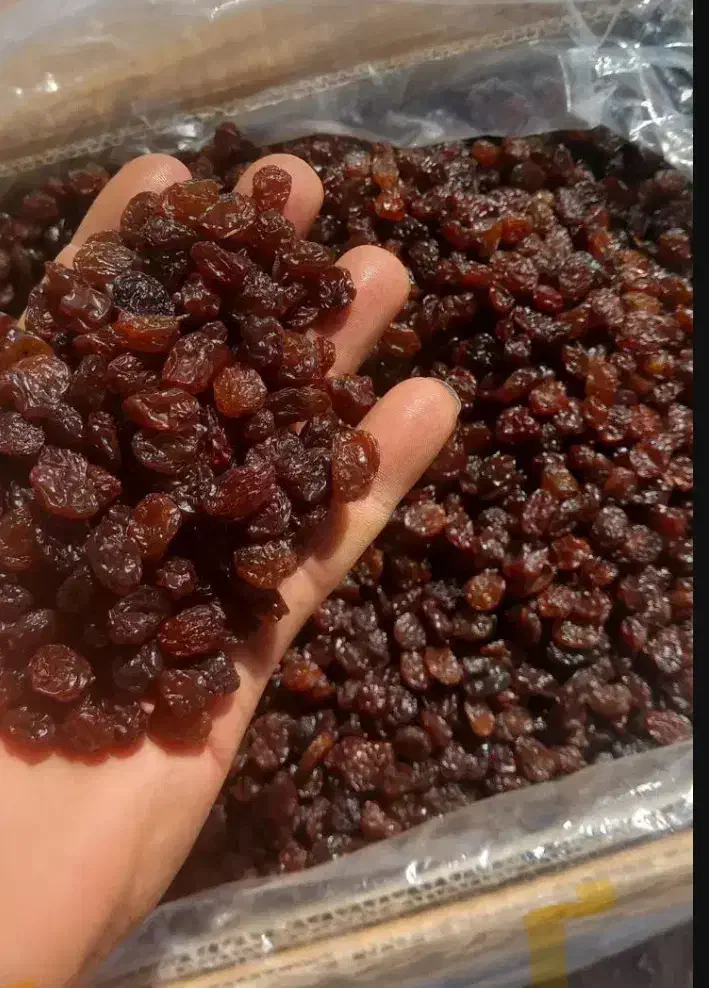 کشمش بیدانه آفتابی پلوئی|خوردنی و آشامیدنی|تاکستان, |دیوار