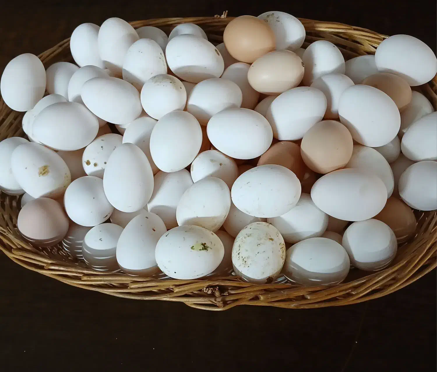 تخم مرغ رسمی محلی|خوردنی و آشامیدنی|قم, زنبیل آباد|دیوار