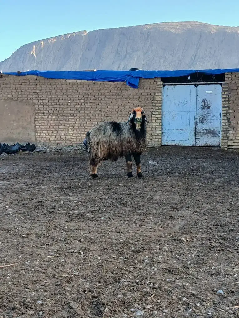 قوچ ترکی|حیوانات مزرعه|درودزن, |دیوار