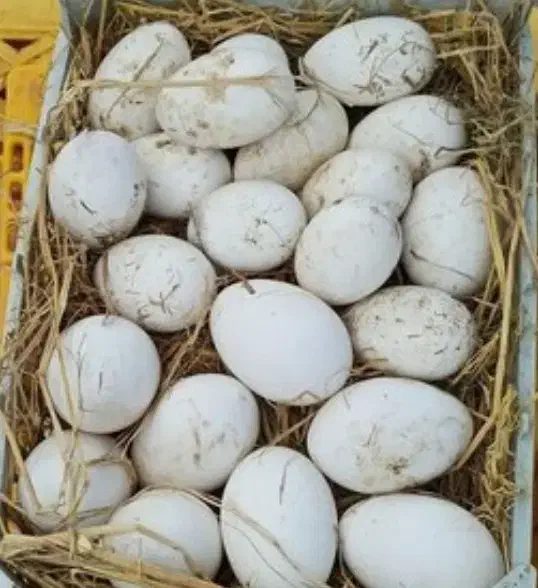 تخم اردک محلی نطفه دار و خوراکی تازه|خوردنی و آشامیدنی|رشت, استقامت ۲|دیوار