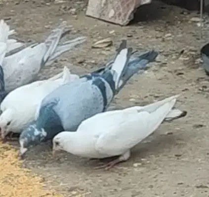 کفتر یا کبوتر گمشده|حیوانات|قوچان, |دیوار