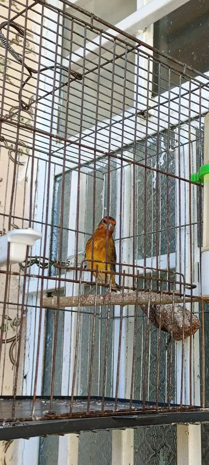 سهره قناری|پرنده|شیراز, شریف‌آباد|دیوار