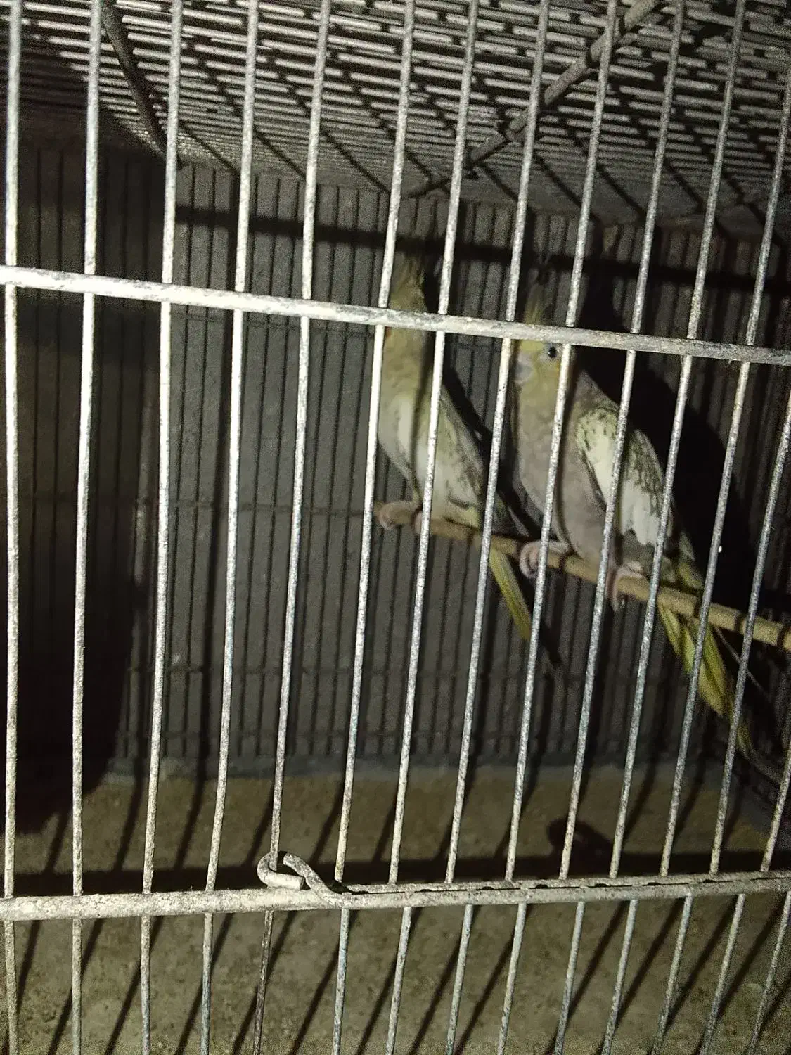 عروس هلندی|پرنده|بندرعباس, |دیوار