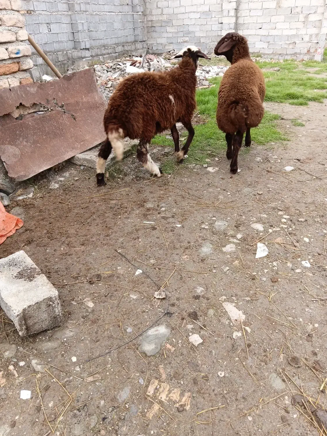 بره نر|حیوانات مزرعه|گرگان, |دیوار