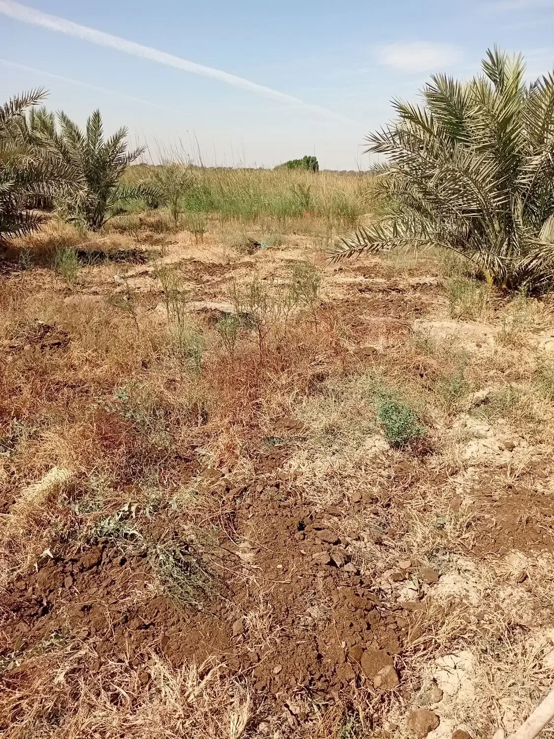 شخم زدن با تیلر|خدمات باغبانی و درختکاری|آبادان, |دیوار