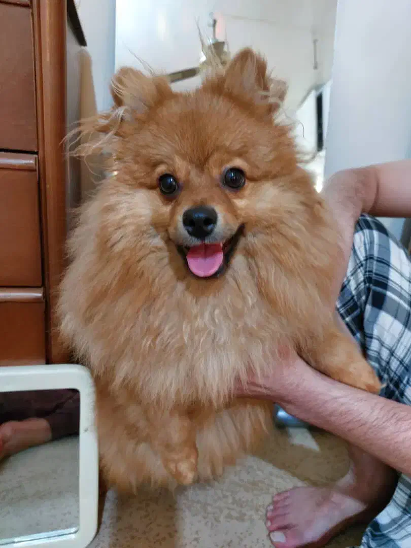 سگ پامرین روباهی|سگ|سیاخ دارنگون, |دیوار