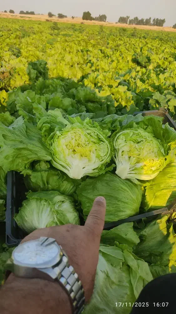 کاهو ایسبرگ دزفول نو بر|خدمات باغبانی و درختکاری|آستارا, |دیوار