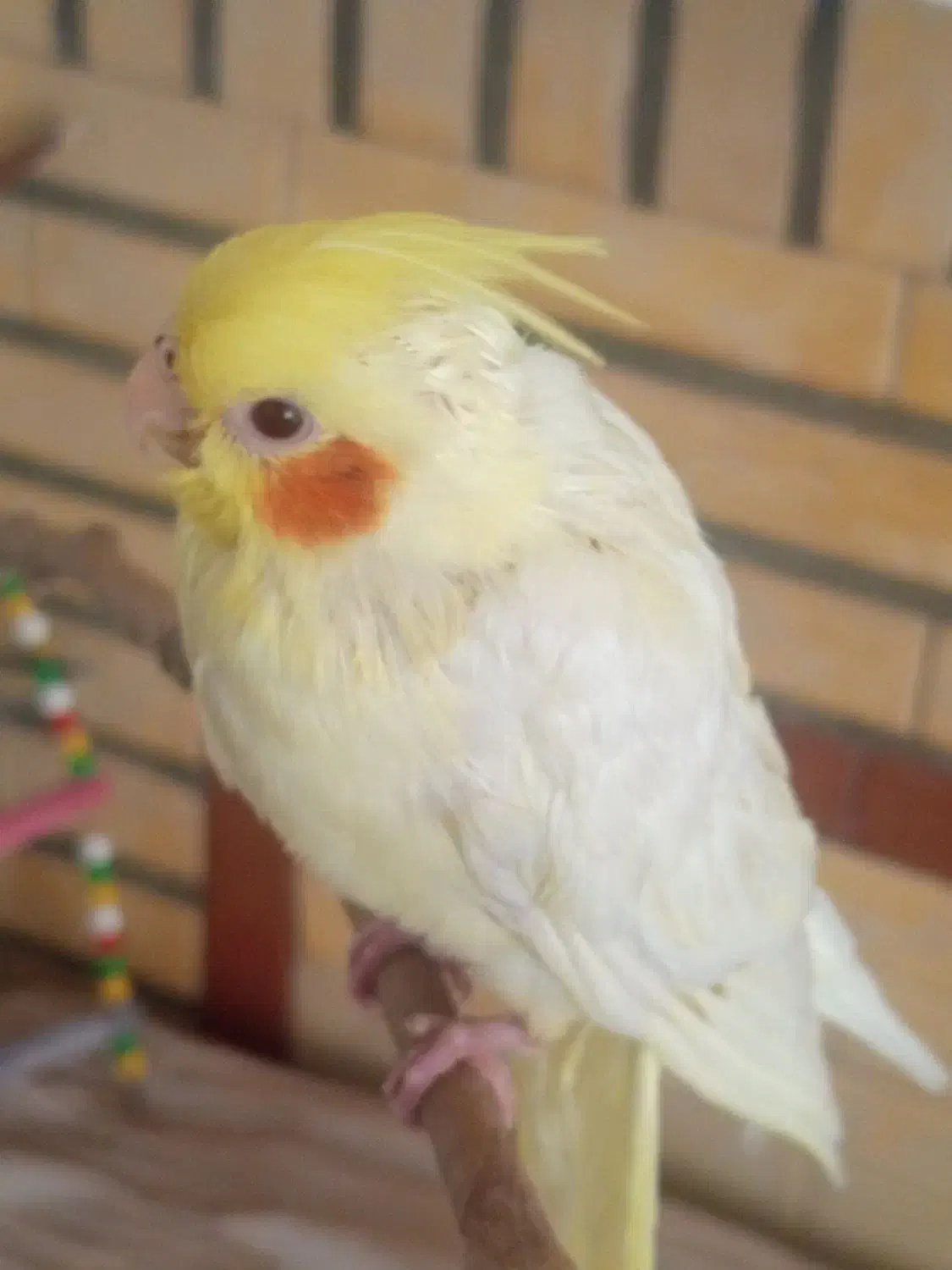 جوجه عروس هلندی|پرنده|تهران, والفجر (افسریه)|دیوار