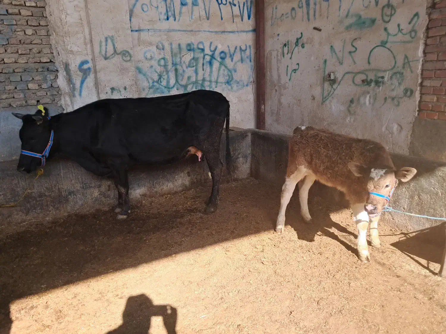 گاو شیری|حیوانات مزرعه|گنبد کاووس, |دیوار