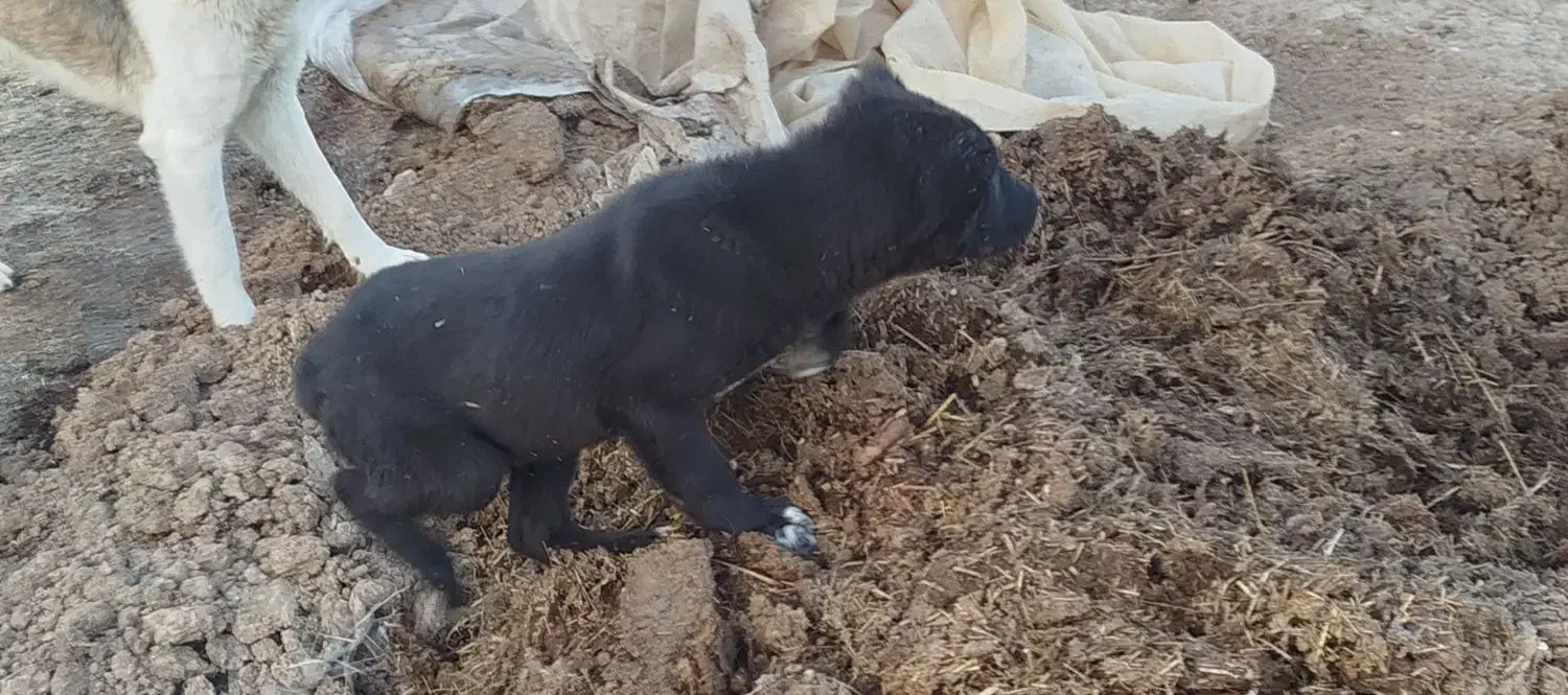 سگ ماده|سگ|گرمخان, |دیوار