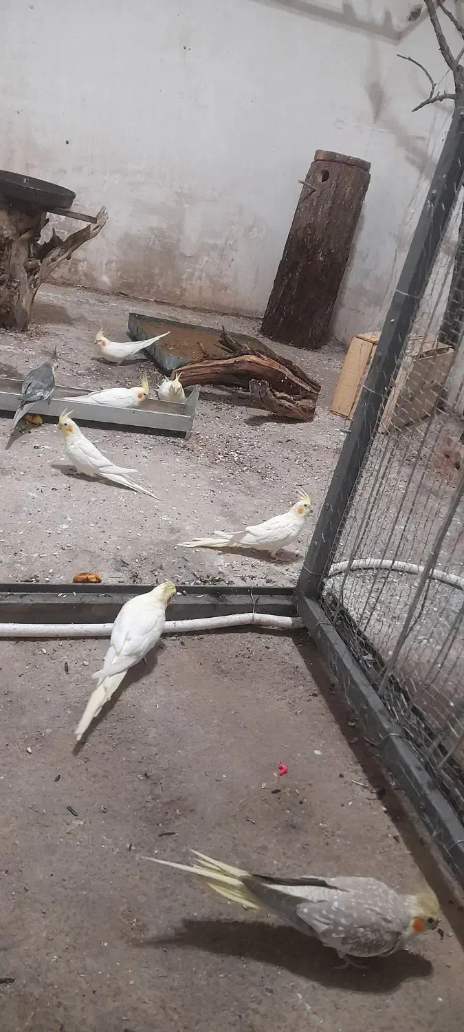 عروس هلندی و مرغ عشق|پرنده|پیرانشهر, |دیوار