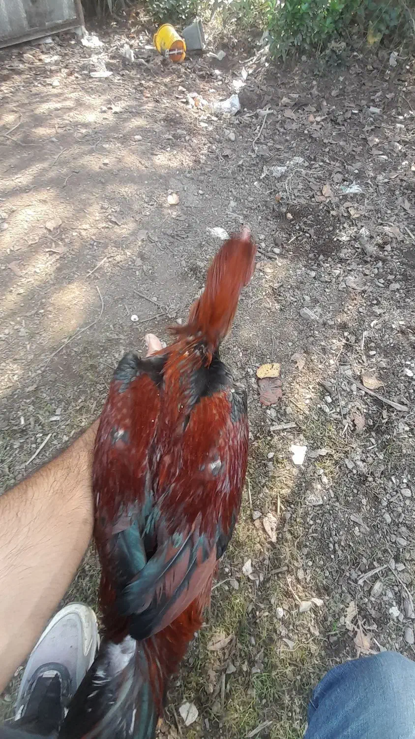 مرغ و خروس لاری|حیوانات مزرعه|رودبنه, |دیوار