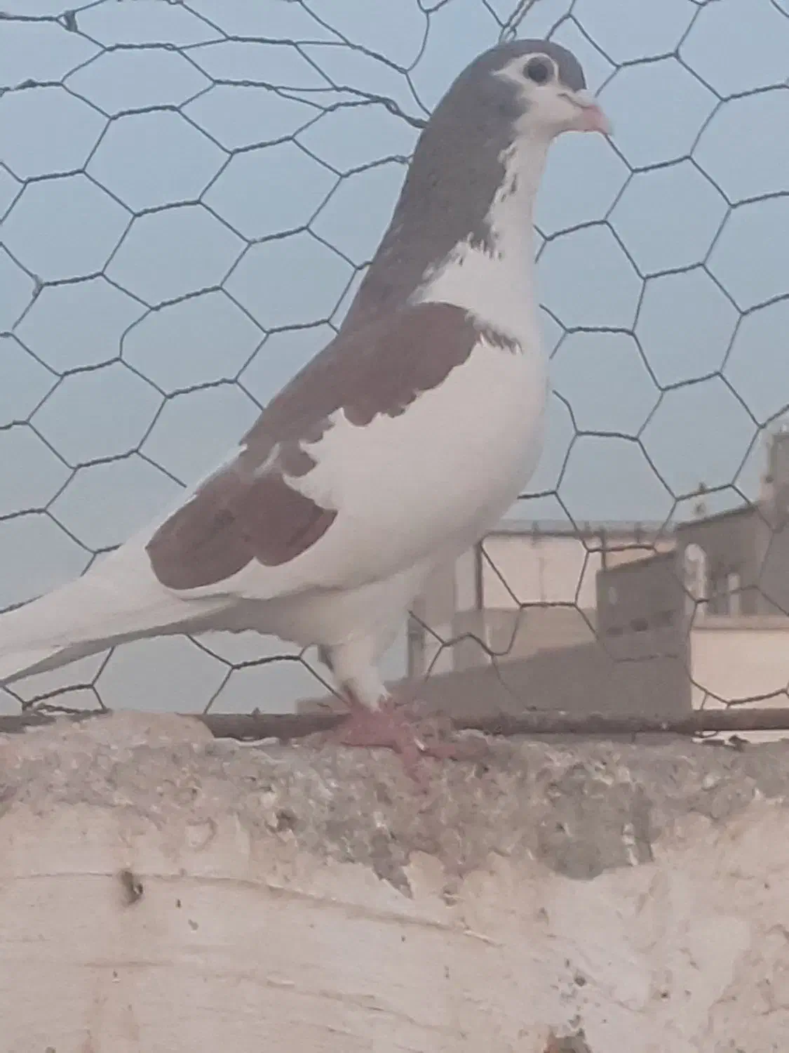 کبوتر|پرنده|مشهد, کوشش|دیوار