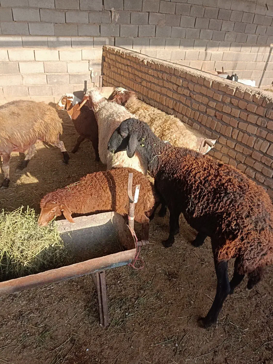 تعداد 7 راس میش بره دار سالم سرحال باب مالداری|حیوانات مزرعه|مشهد, ایوان|دیوار