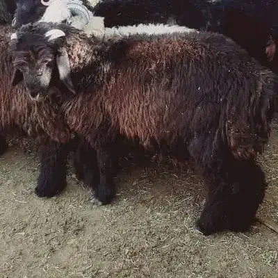 یک راس بره نر کلیو ۳۶۰|حیوانات مزرعه|کوهرنگ, |دیوار