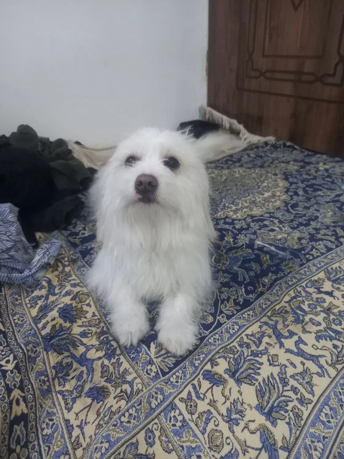 سگ شیتزو|سگ|مشهد, کشف|دیوار