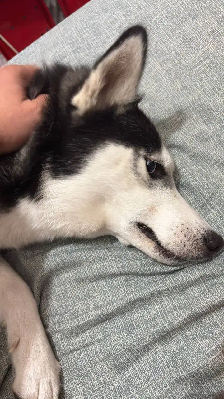 هاسکی گمشده|حیوانات|تهران, اسفندیاری|دیوار