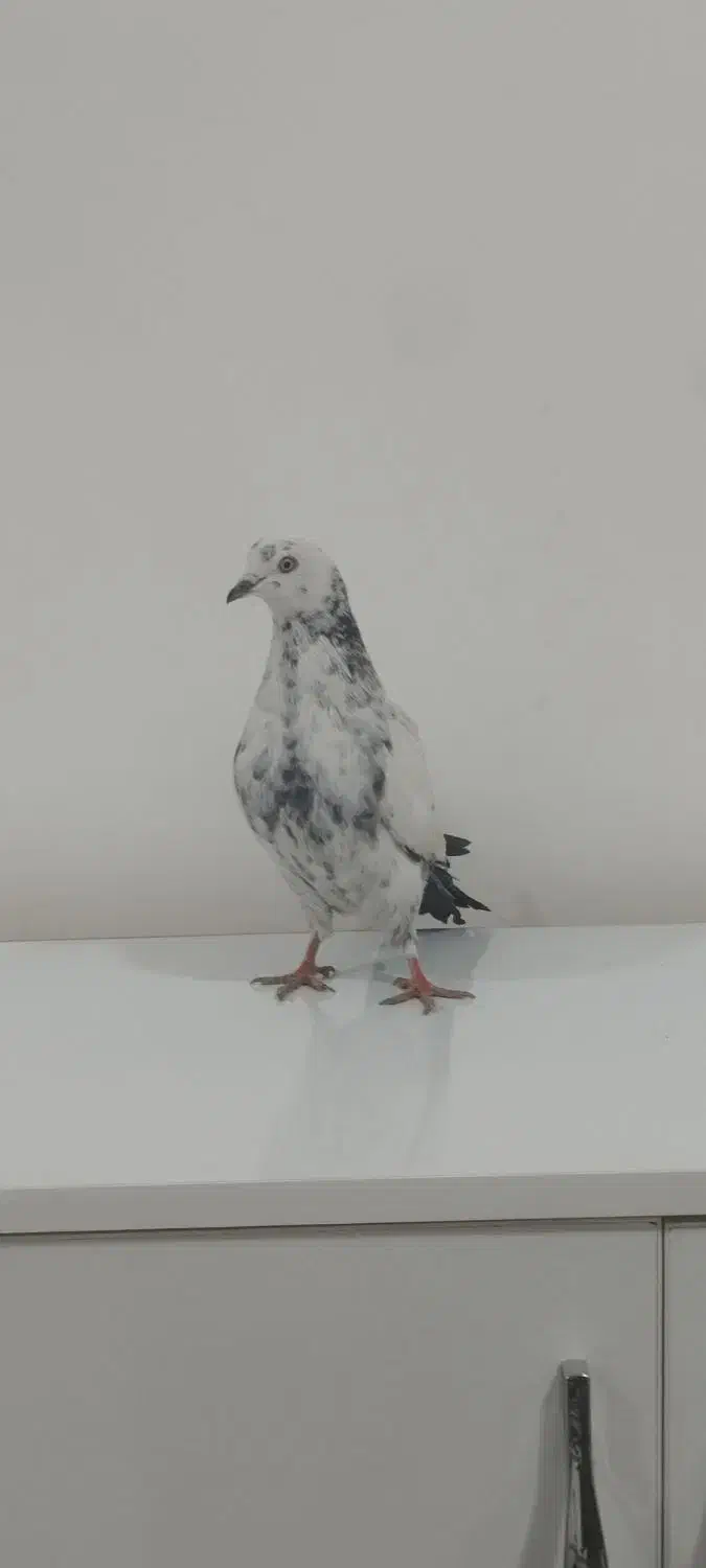 کبوتر خوش رنگ|پرنده|بوکان, |دیوار