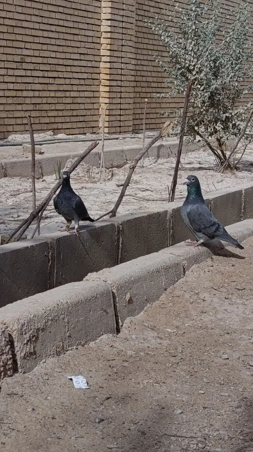 کپوتر پلاکی|پرنده|اردکان, |دیوار