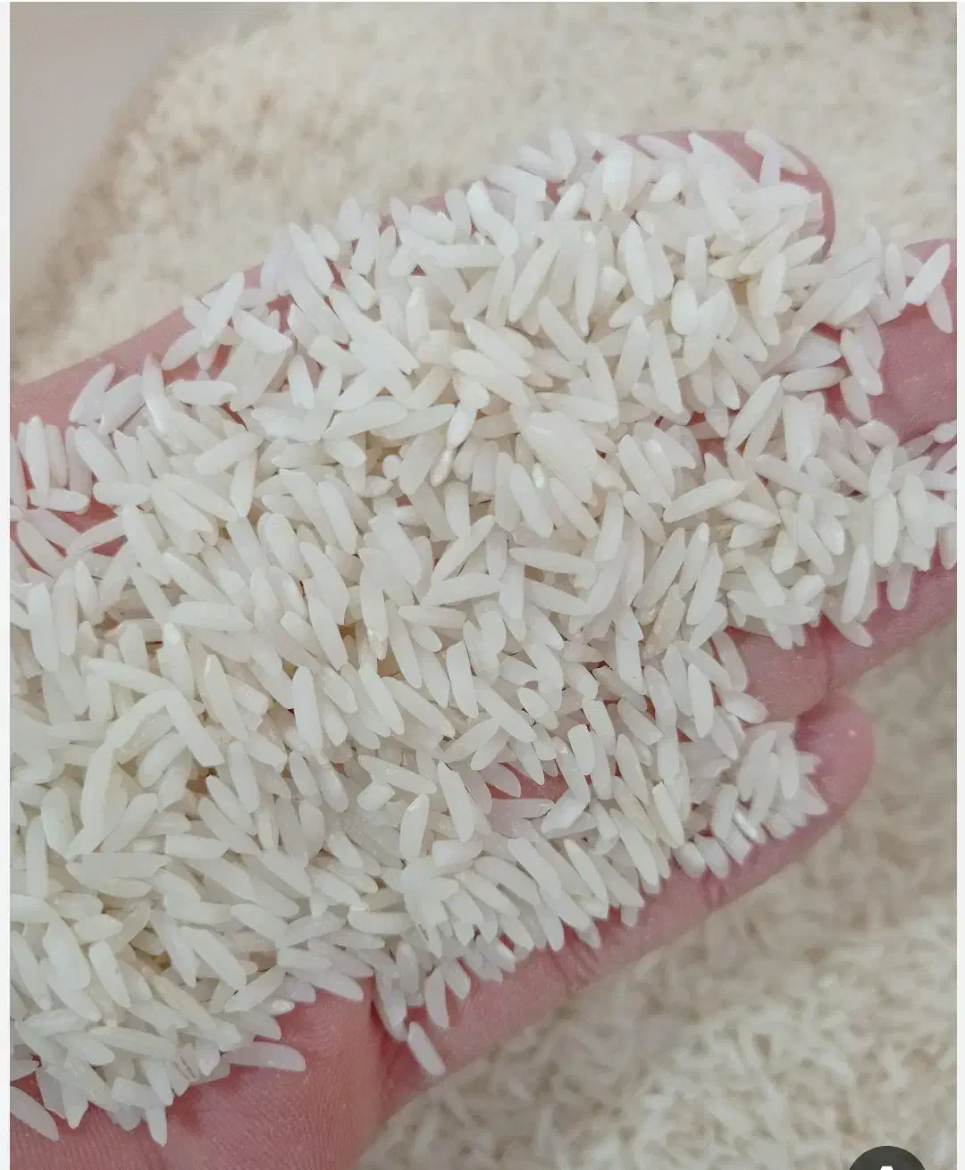 برنج هاشمی درجه ۱|خوردنی و آشامیدنی|سنگر, |دیوار