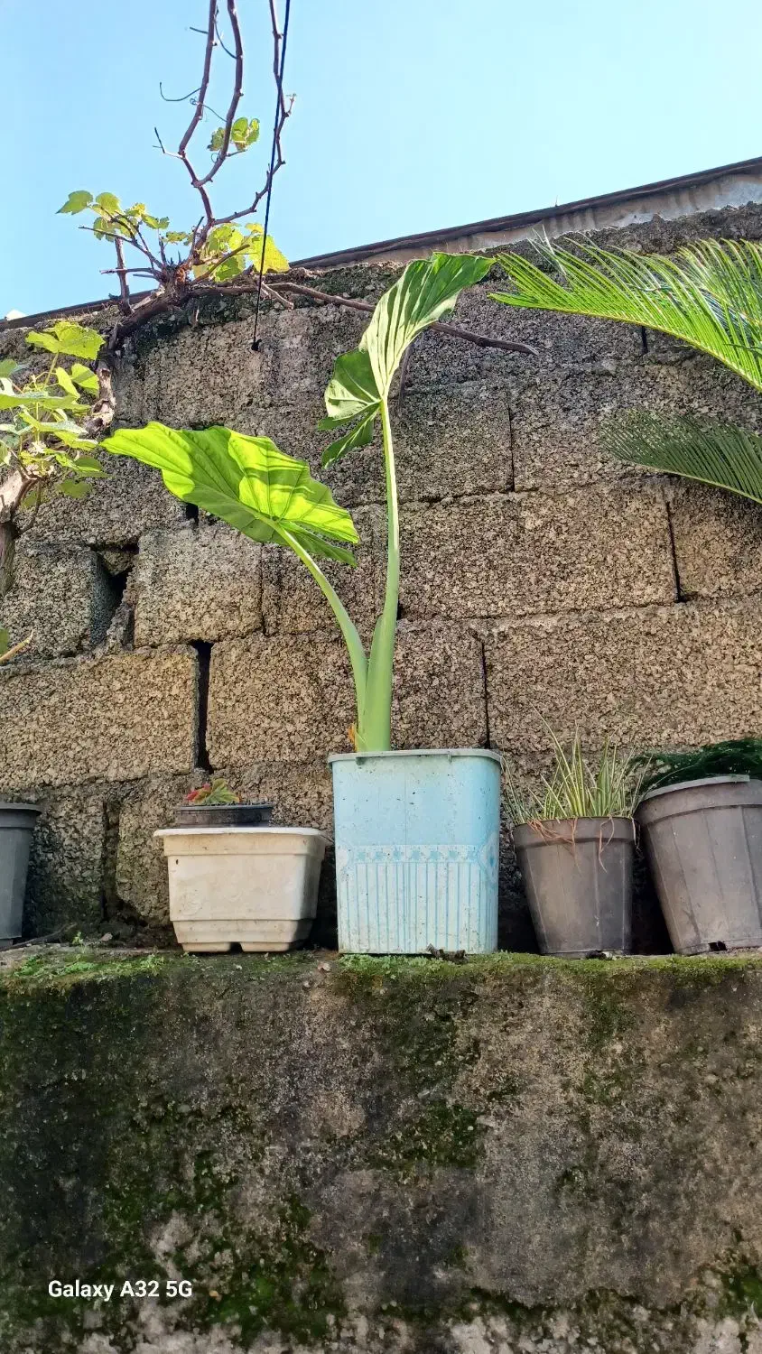 فروش گلهای زیبا|گل و گیاه طبیعی|جیرنده, |دیوار