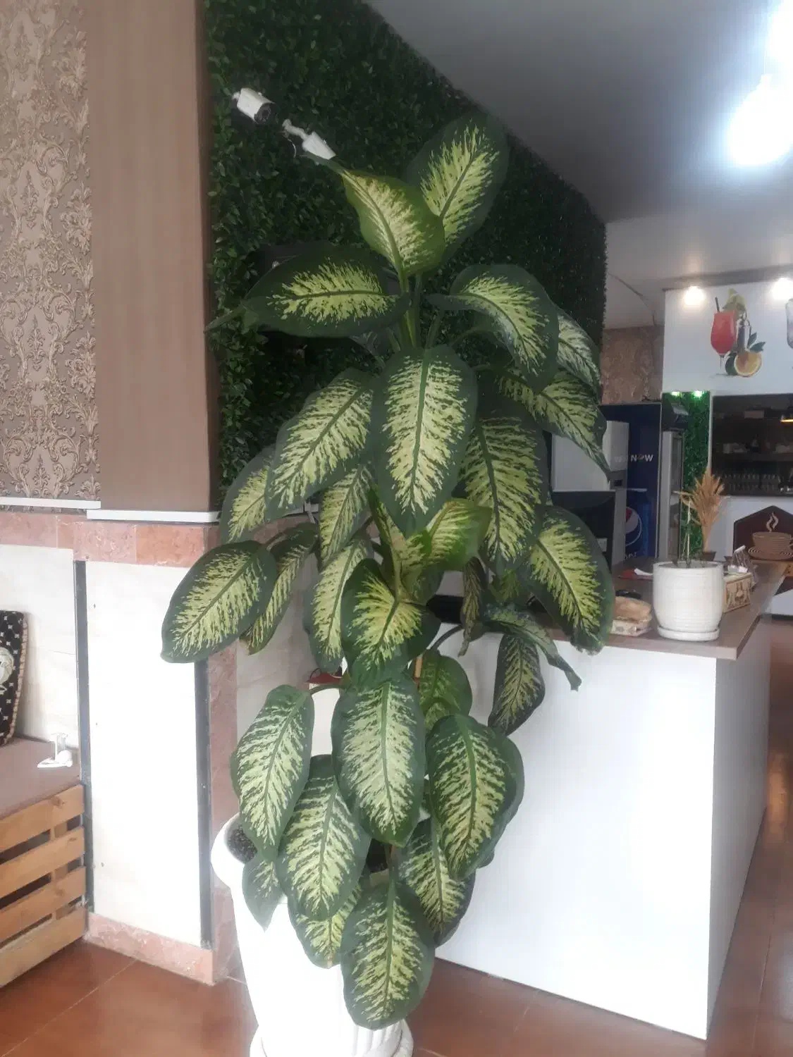 گل وگیاه|گل و گیاه طبیعی|تالش, هشتپر|دیوار