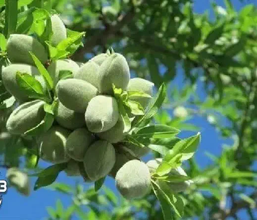 پیشفروش نهال بادام آذر باشرایط چک|خدمات باغبانی و درختکاری|صمصامی, |دیوار