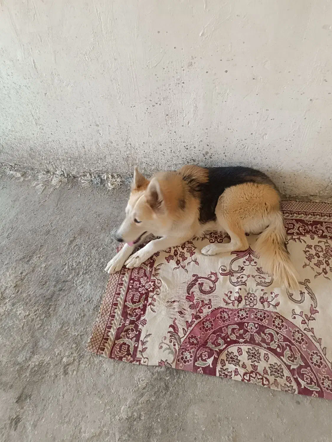 سگ ژرمن|سگ|قزوین, |دیوار