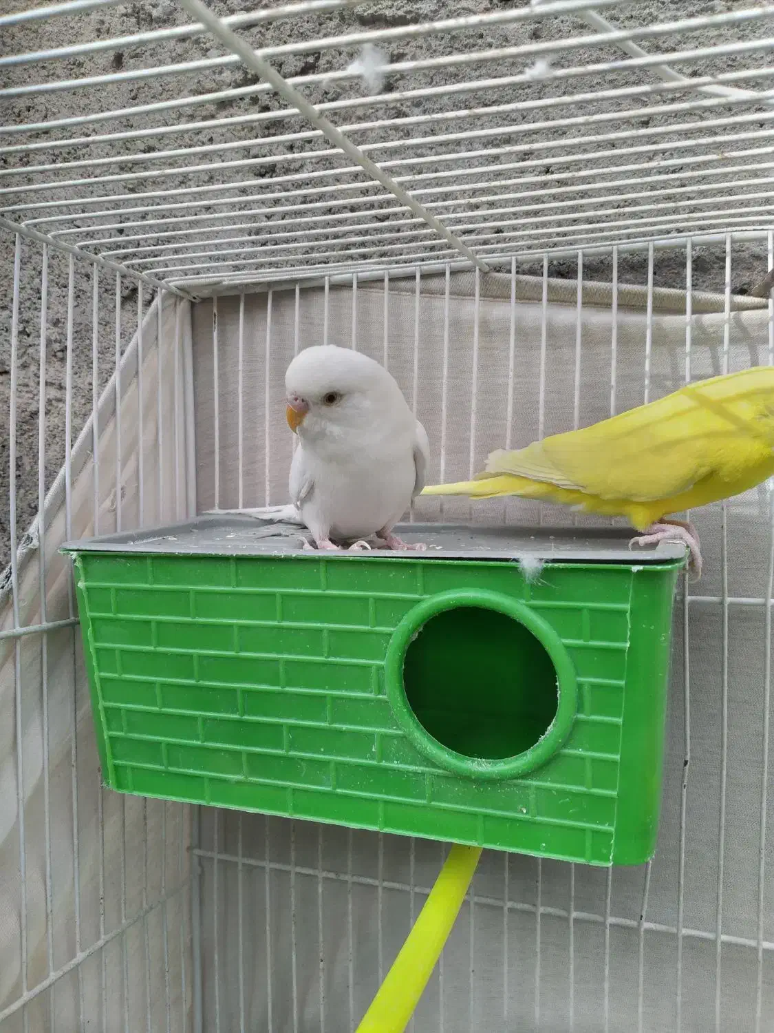 جفت مرغ عشق لوتینو و آلبینو چشم شرابی و فنج نرگسی|پرنده|مشهد, نیزه|دیوار