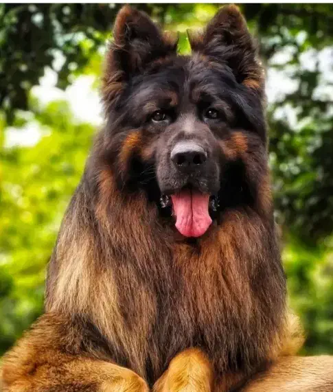 سگ ژرمن نر و ماده|سگ|شیراز, دروازه قران|دیوار