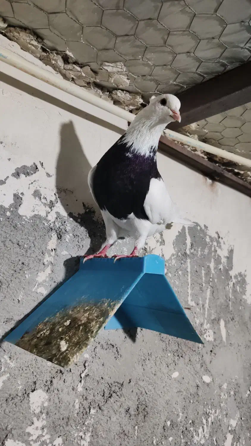 تعدادی کبوتر طوقی درجه یک|پرنده|یاسوج, |دیوار