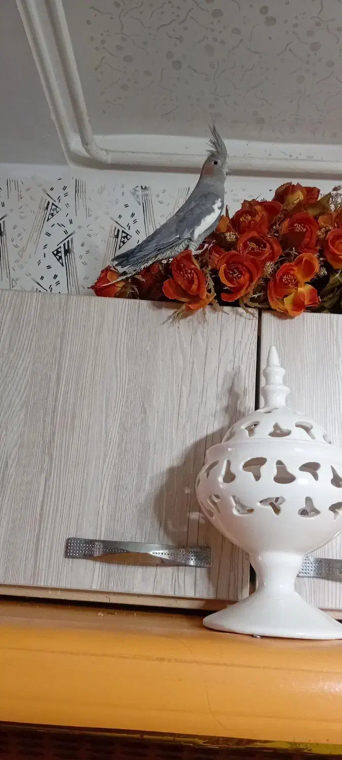 عروس هلندی|پرنده|رشت, کوی فکوری|دیوار