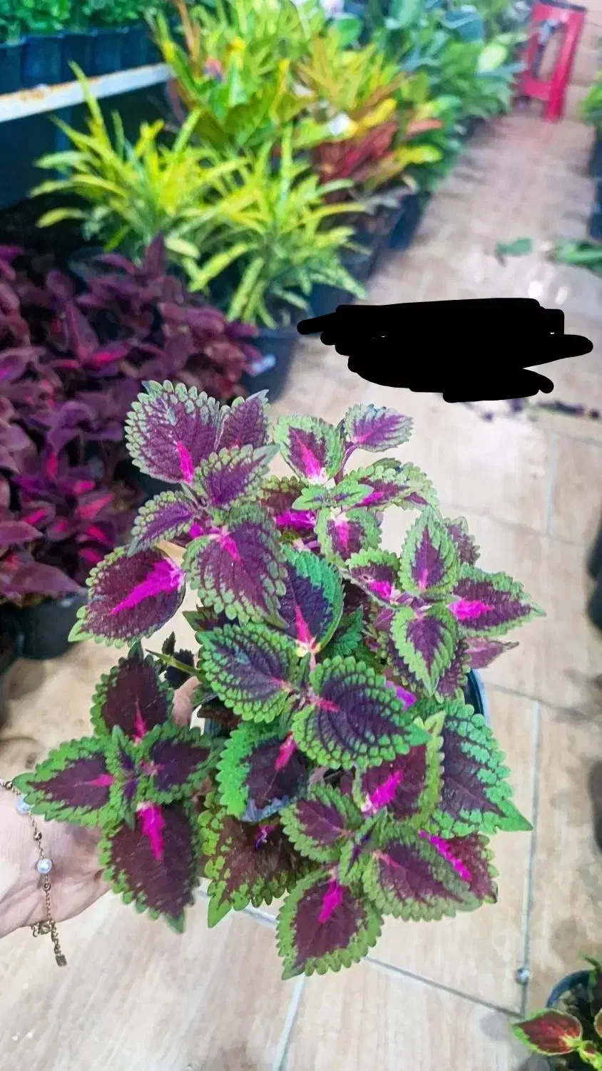 حسن یوسف جدید رسید|گل و گیاه طبیعی|بیرجند, |دیوار